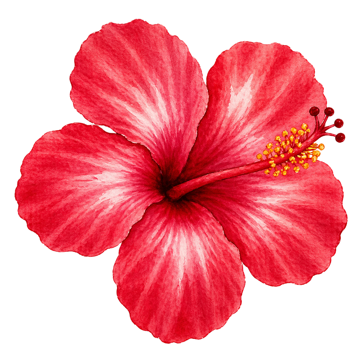 Hibiscus